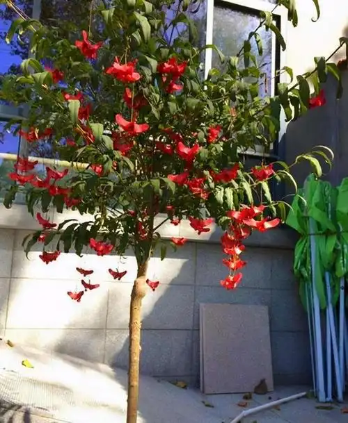 6种吉祥树适合养在家里高档大气还有旺财招财的美好寓意