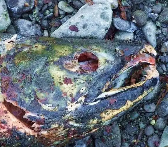 世界上最臭的鱼女友探班母猴吃醋引网友热议动物聪明起来超过你的想2