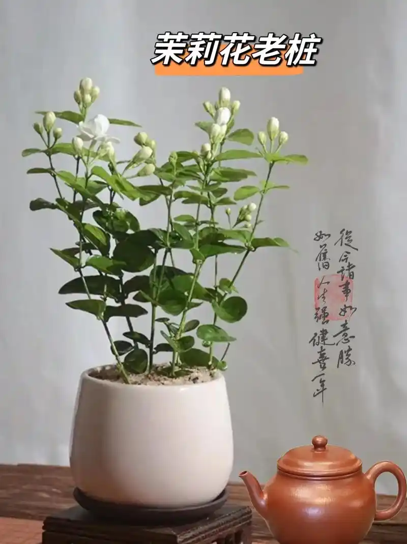 最爱茉莉花愿君多采撷