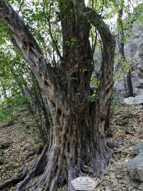 檀树3500年树龄.