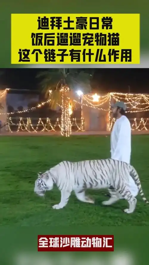 迪拜土豪日常,饭后遛遛宠物猫,这个链子有什么作用?