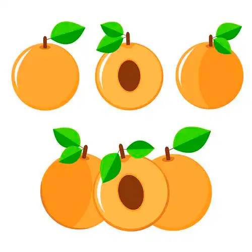 杏子,彩色,一半,水果_高清图片_全景视觉