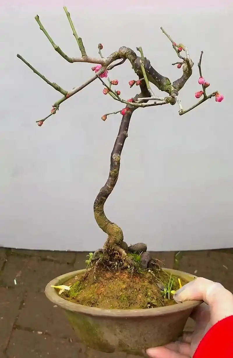 又到了梅花盛开的季节,这样的梅花盆景,你喜不喜欢呢?快来欣赏