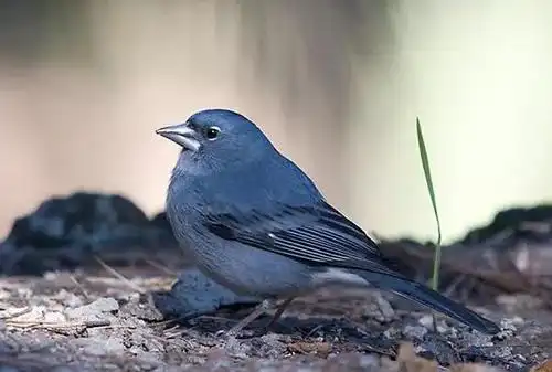 蓝燕雀西班牙海岛特有种长约16厘米画了白色眼影