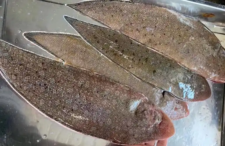 海鲜精选东山海鲜61野生活鲜龙利鱼顺丰冷链肉质以嫩出名没有小刺