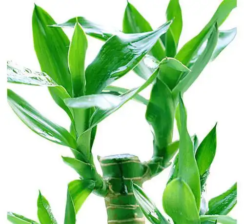 招财植物—大吉大利富贵竹富贵竹,属常绿小乔木.