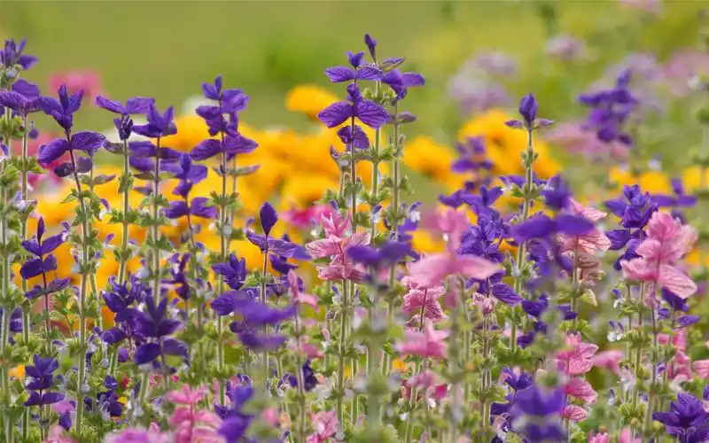 美景如画的大自然清新风景高清图片合集电脑桌面壁纸下载