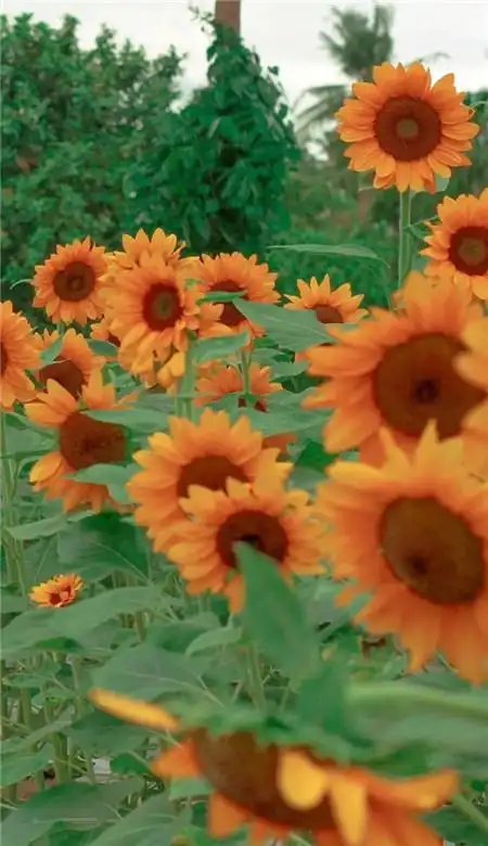 唯美高级感的手机壁纸2021好看的壁纸皮肤男生女生