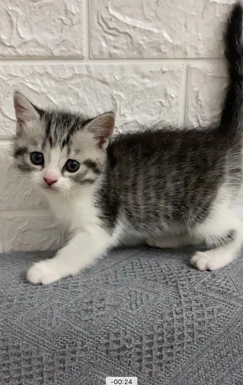 广州龙归3只美短鱼骨纹找主人啦