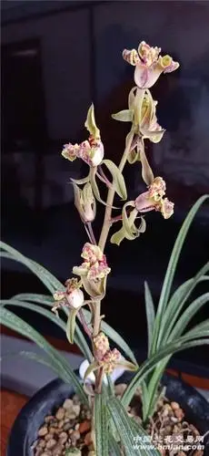 当年在江苏省兰展 几万元购买的紫砂星-蕙兰篇-中国兰花交易网社区