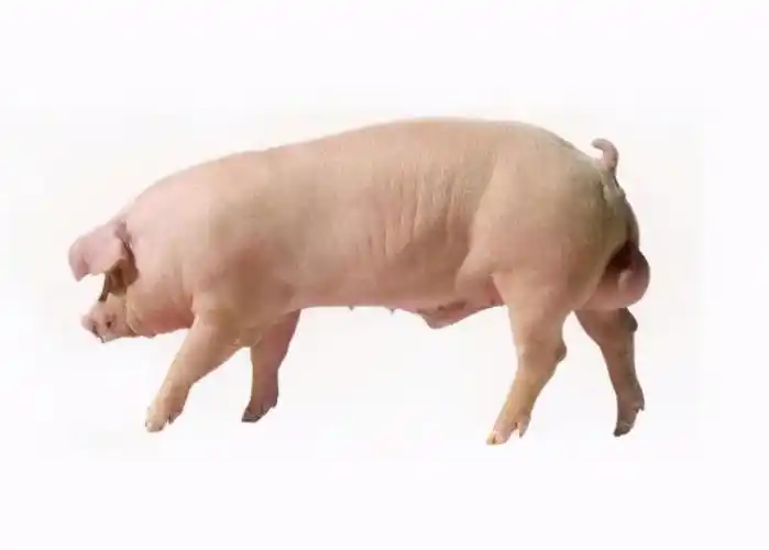 创澳分享猪舍环境对种公猪有哪些影响重点在于空气质量