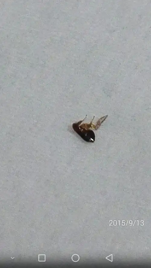 跳蚤图片(跳蚤咬后的症状图)