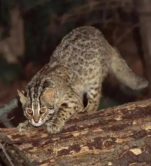 我捡了一只野猫差点被抓去坐牢