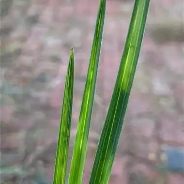 蕙兰斑中透 - 中国兰花交易网