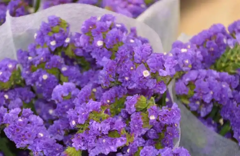 首页 植物大全 紫色勿忘我花图片大全紫色小花勿忘我图片大全,高清