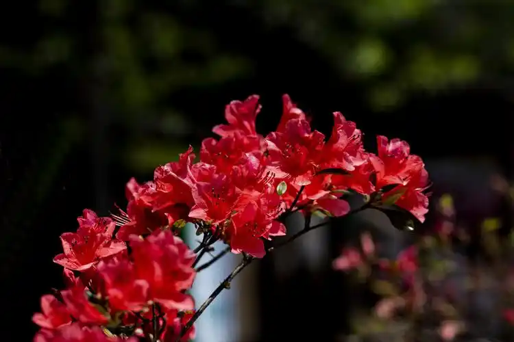 大明山上的高山杜鹃.