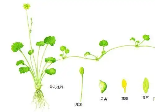 葫芦苗的是什么样子