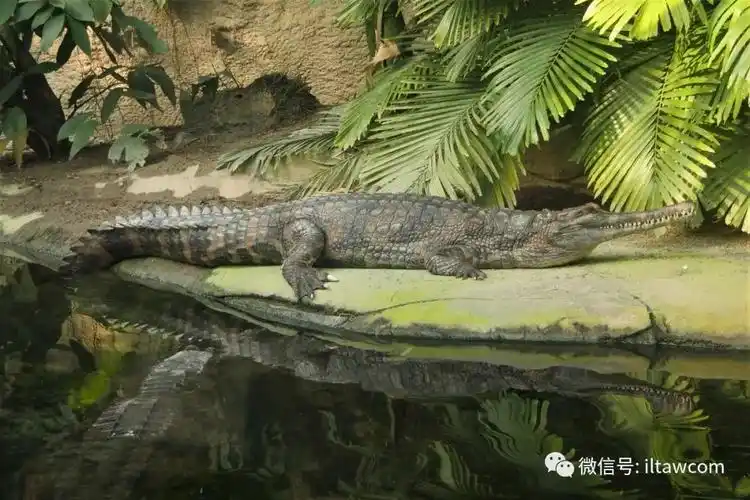 动物世界-马来长吻鳄