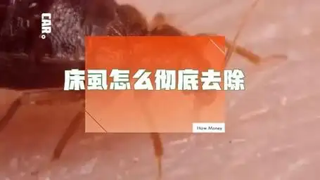 还在为床虱烦恼吗?别担心,来教你如何彻底去除床虱