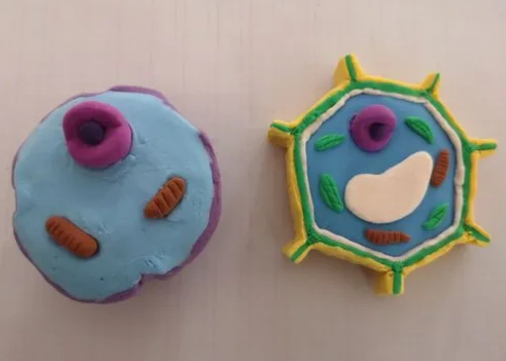 动物细胞模型制作方法