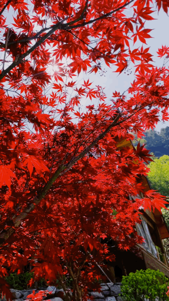 335_596竖版 竖屏gif 动态图 动图