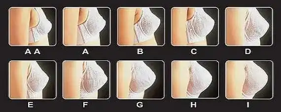 70b的胸围是多少cm