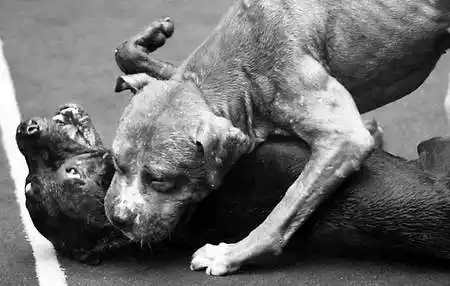 狗咬狗兩嘴毛 渝萬狗王爭霸賽血腥中結束(組圖)