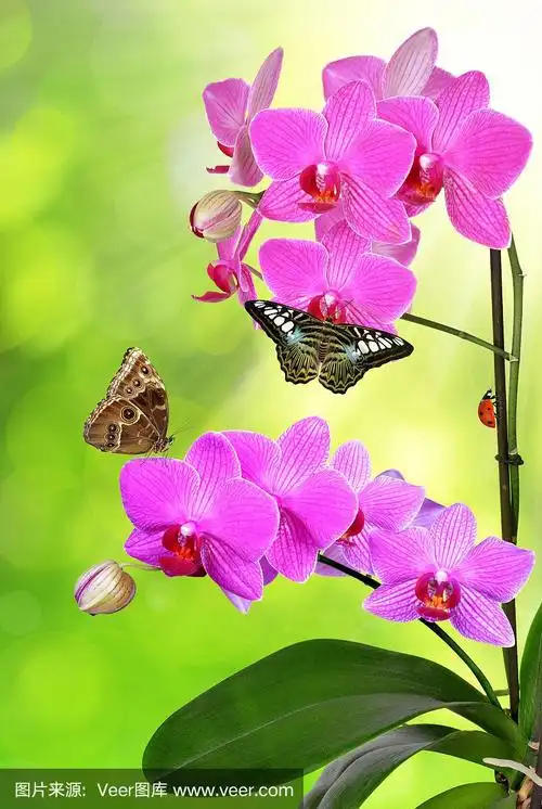蝴蝶兰花的寓意和象征(蝴蝶兰花的寓意和象征意义)