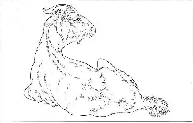 书画联盟丨动物花鸟虫草线描白描图