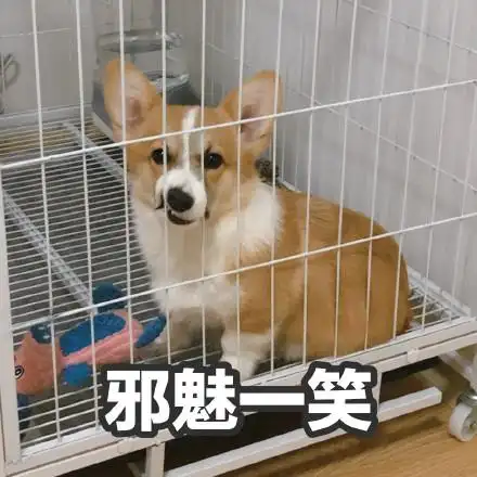 萌宠gif汪星人gif邪魅一笑gif坏笑gif嘿嘿gif呆萌gif可爱gif