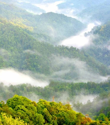 车八岭自然保护区