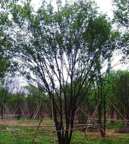 丛生榆树的种植