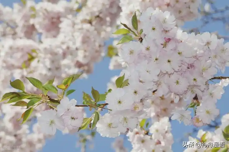 世界上10大最美的花,郁金香排第二