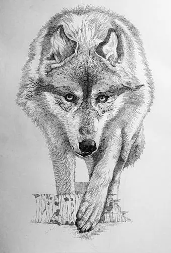 狼像·樱花针管笔