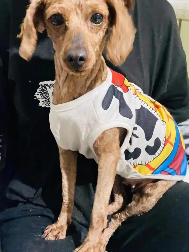 泰迪剃毛多久能长出来?