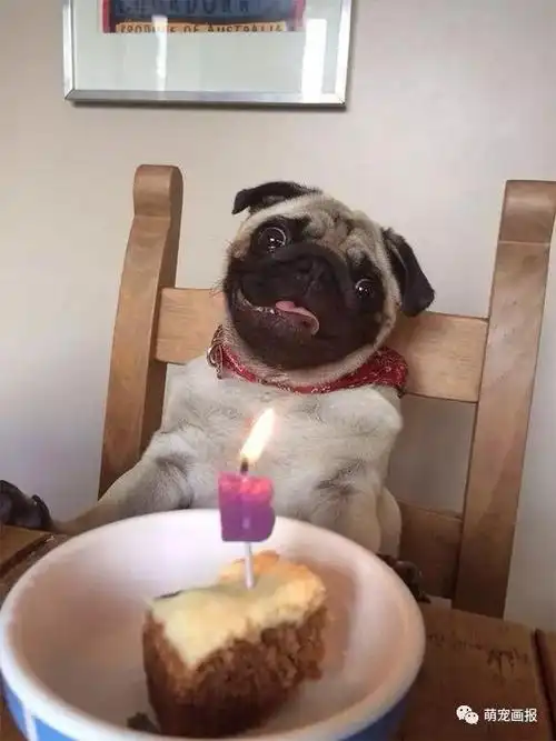 面对生日蛋糕和蜡烛过生日的猫猫狗狗们反应好搞笑