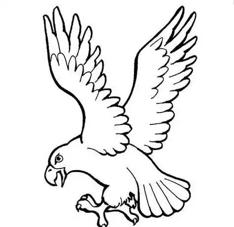 飞翔的雄鹰简笔画老鹰