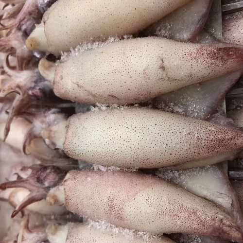 野生海兔籽乌带籽笔管鱼新鲜熟冻野生籽乌小海鲜火锅食材半斤尝鲜精选