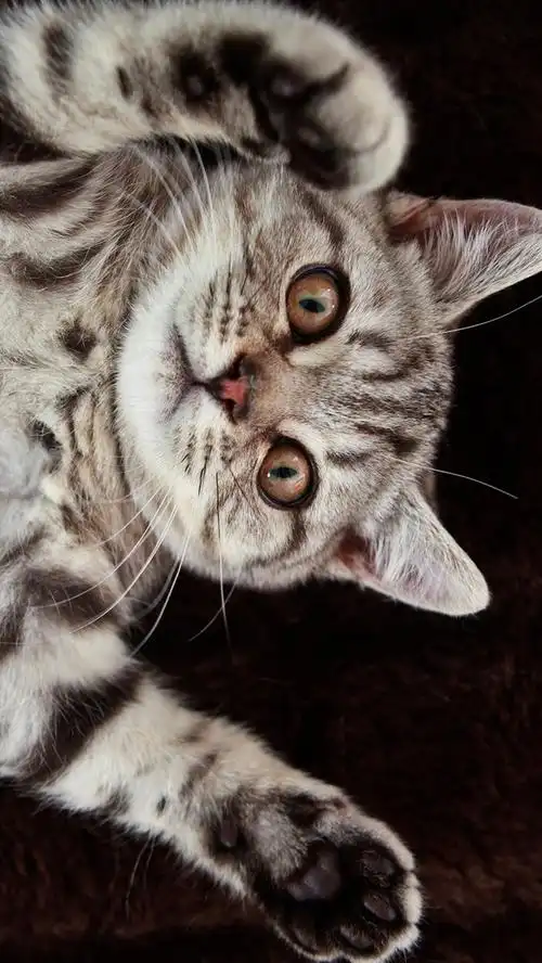 英国短毛猫,可爱的猫 iphone 壁纸