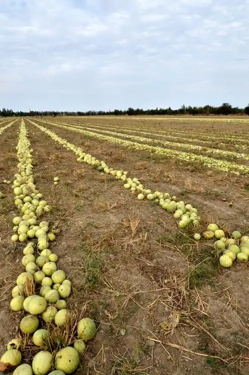 震撼的西瓜籽采收 - 刘树桢 - 刘树桢的博客