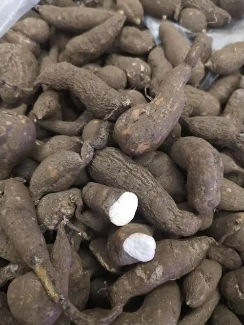 遂昌道地三叶青