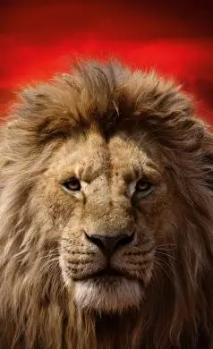 霸气狮子头高清手机壁纸