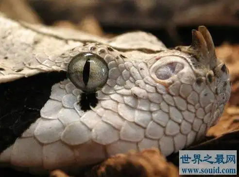世界上毒牙最长的蛇,能长到5厘米长