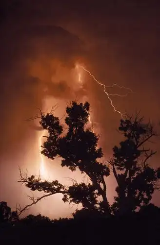 无人,竖图,室外,夜晚,仰视,闪电,雨,植物,暴雨,大雨,美国,天气,树