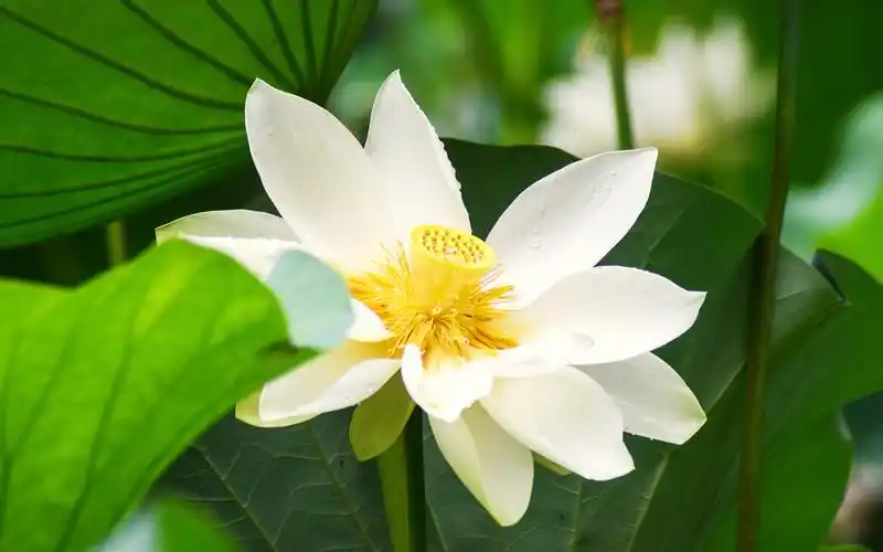 池塘中荷花高清图片桌面壁纸,植物壁纸,唯美,花卉,植物,风景,高清