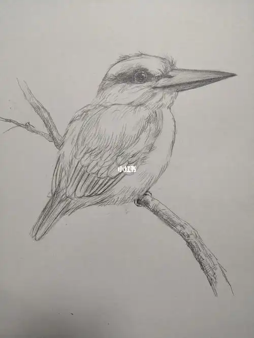小鸟素描