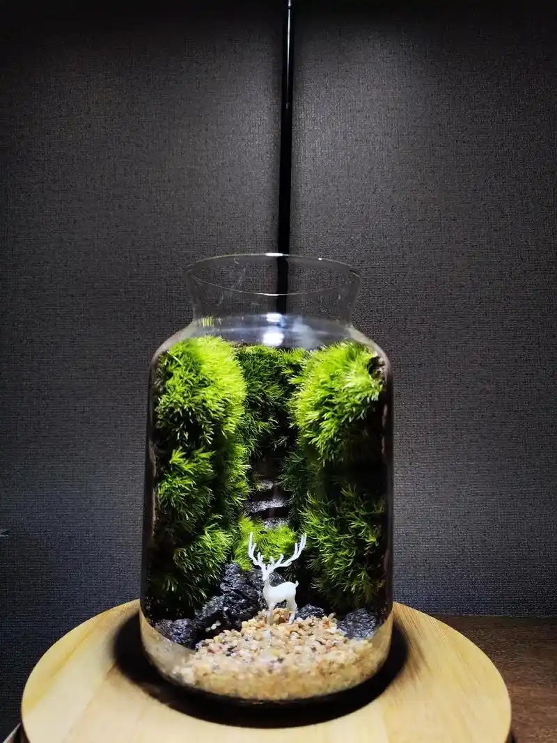 近期作品苔藓微景观