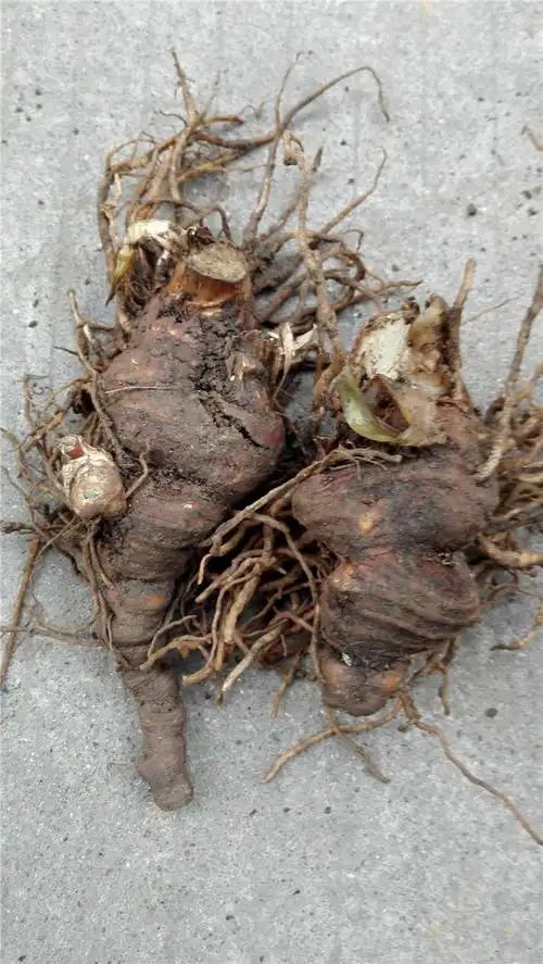 正宗重楼蚤休七叶一枝花独角莲草河车新鲜无硫中药材500g 2斤1000克