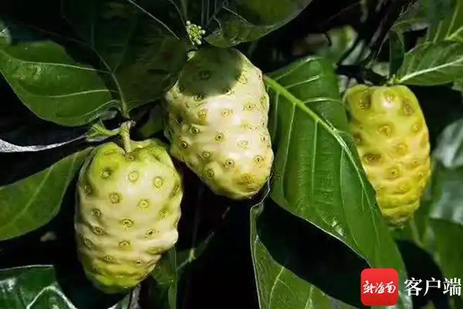 海南万宁用小果子做大文章