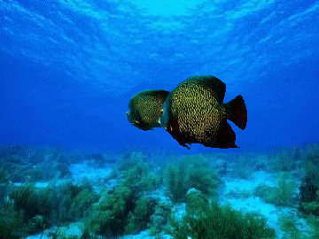 精美的gif动态缤纷海底世界文章插图